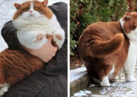 W Niemczech hoduje się niezwykle piękne koty o czekoladowej, niesamowicie miękkiej sierści