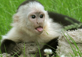 Śpiąca małpka zauroczyła ogromną liczbę internautów. Wideo