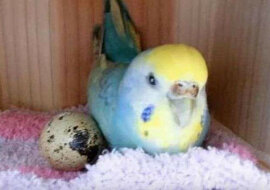 Kobieta kupiła w sklepie jajko przepiórcze i podłożyła je swojej papudze