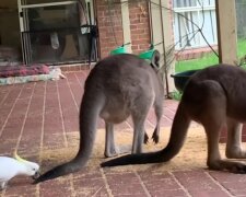 Australijskie papugi gryzą i kradną jedzenie kangurom