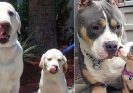 Wzruszające zdjęcia psów z ich małymi kopiami