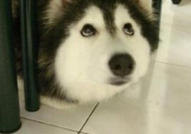 To niewiarygodne, ale ten mały husky potrafi mówić