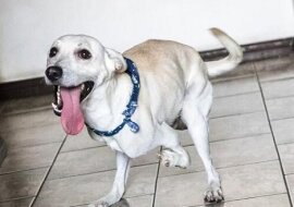 Niezwykły pies został wyrzucony na ulicę przez kobietę bez serca