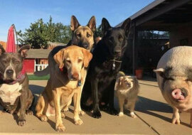 Świnia mieszka z 5 psami i myśli, że jest jedną z nich