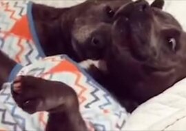 Najbardziej rozpieszczone pitbulle na świecie