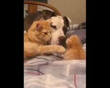 Mama-kotka przyprowadziła kotka na spotkanie z pitbullem. Wzruszające wideo