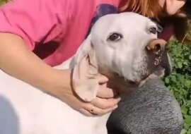 Wolontariusze znaleźli głodnego, chudego psa razem ze szczeniakami. Zobacz