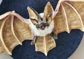 Kobieta z Belgii tworzy obrazy ze śniadania dla swojego syna