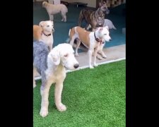 Psy patrzą na psa bawiącego się w basenie i nic nie rozumieją. Zabawne wideo