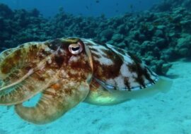 Ogromna kałamarnica została wyrzucona na brzeg w Japonii