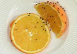 Jak się pozbyć raz na zawsze muszek owocówek? Zobacz