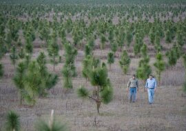 Mężczyzna posadził 8 milionów drzew, aby przywrócić las wycięty w latach 30