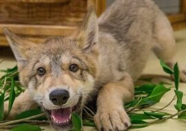 Czy widziałeś kiedyś najżyczliwszego wilka na świecie?