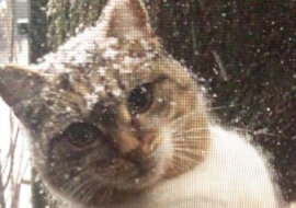 Dziewczyna zobaczyła za oknem zmarzniętą kotkę z kociętami