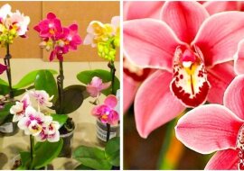 Kilka prostych porad i Twój storczyk zakwitnie