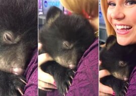 Nie tylko koty umieją mruczeć, kiedy im dobrze. A ten niedźwiadek potwierdza tę regułę