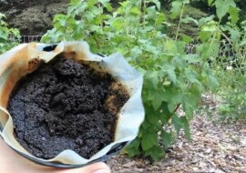 Kupuję kawę i stosuję ją na krzakach porzeczek. Zobacz dlaczego