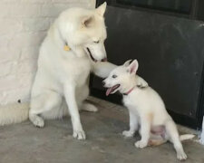 To jest urocze: matka Husky uczy małe szczenięta jak się bawić. Wideo
