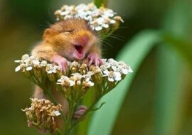 Zabawne zdjęcia dzikiej przyrody, które szturmem podbiły świat