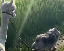 Alpaki i pies wychodzą na spacer. Wideo