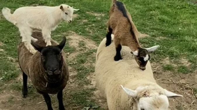 Weź mnie na przejażdżkę, duża owieczko: koźlęta na farmie znalazły dla siebie puszysty transport