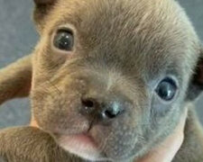 Szczeniak american bully urodził się z pięcioma łapami i od razu stał się sławny w sieci