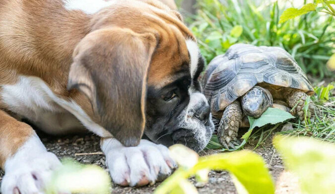 Wzruszająca relacja psa i żółwia: dorastali razem, a teraz są nierozłączni