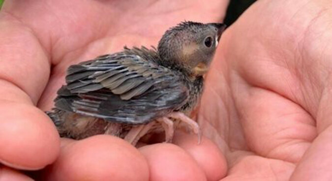 Dwa lata temu kobieta uratowała łyse pisklę – ptak nie potrafił jej zostawić