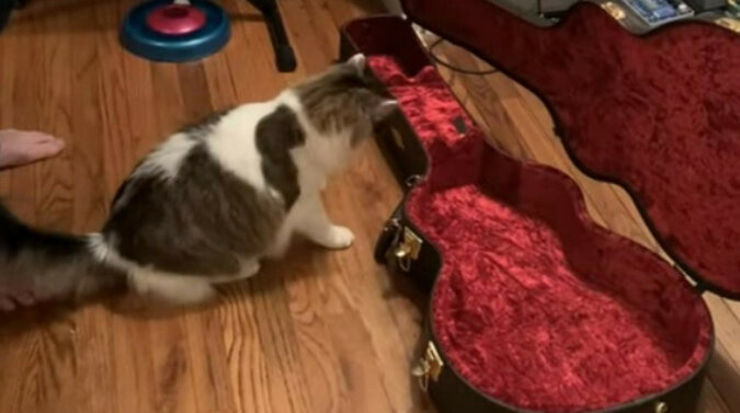 Dziwna i zabawna reakcja kota na dźwięk gitary. Wideo