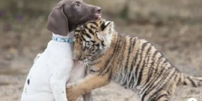 Tygrysica nie zaakceptowała nowo narodzonego tygrysa, ale on i tak znalazł szczęście dzięki przyjacielowi