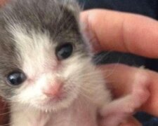 Mężczyzna adoptował kociaka i w ciągu roku stali się nierozłącznymi przyjaciółmi