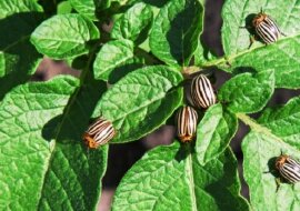 Sąsiad opowiedział mi jak w najprostszy sposób poradzić sobie z inwazją stonki ziemniaczanej