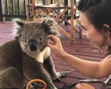 Za dobry uczynek koala podziękowała dziewczynie pocałunkiem