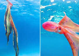 Australijska biolog znalazła bardzo rzadką ośmiornicę