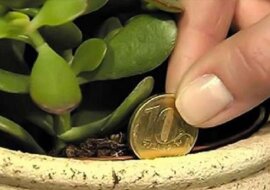 Prosta sztuczka, aby przyciągnąć pieniądze do domu