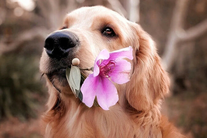 Pies Romeo: uroczy labrador codziennie przychodzi pod balkon przyjaciółki