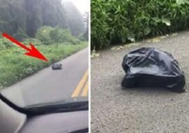 Kobieta gwałtownie zahamowała i ominęła torbę leżącą na drodze. Gdy przyjrzała się jej bliżej, przeszły ją dreszcze