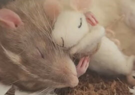 Szczur śpi w objęciach pluszaka – to jest takie urocze. Wideo