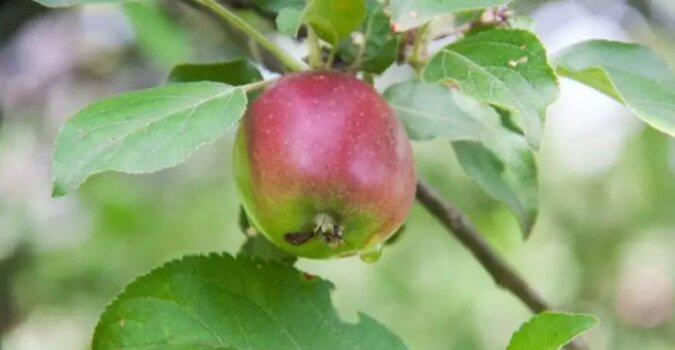 Dlaczego jabłoń nie zawsze owocuje? Co na to nauka