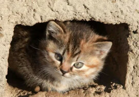Powiedział wszystko, co myśli. Kotek obraził się na wodę