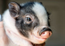 Świnka zrelaksowała się w ramionach człowieka. Wideo