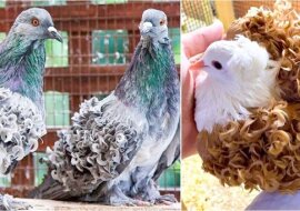 Niezwykłe gatunki gołębi, których być może wcześniej nie widziałeś