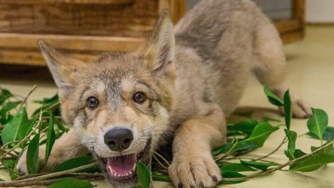 Czy widziałeś kiedyś najżyczliwszego wilka na świecie?