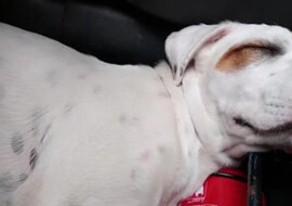 Mężczyzna znalazł w samochodzie śpiącego psa, a nie swojego