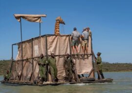Aby uratować uwięzione żyrafy, zbudowano specjalną barkę