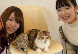 Niemal ludzka przyjaźń między sową Fuku i kotem Marimo: zdjęcia udowadniają, że czasami prawa natury nie działają