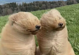 Silny wiatr zamienił psy ze słodziaków w coś dziwnego. Wideo