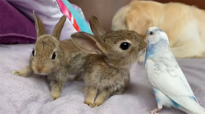 Małe, zabawne króliki postanowiły „posmakować” niewzruszoną papugę