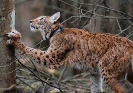 Kobieta uratowała dwa rysie i teraz mieszkają one w jej domu