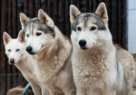 Husky dręczyła nuda za wysokim płotem. I wtedy ich właściciel wymyślił to